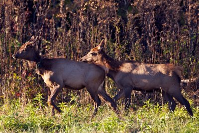 Elk calves