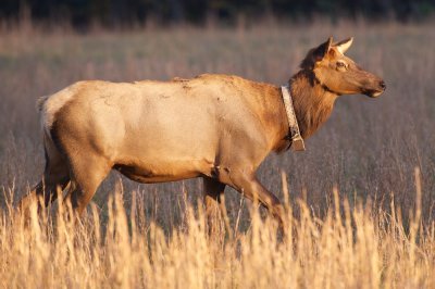 Elk cow