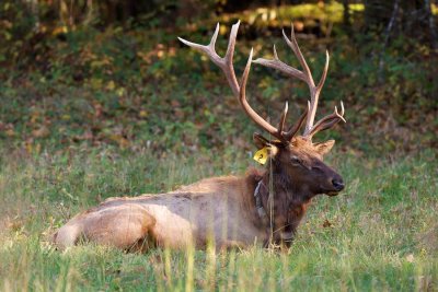 Old elk male