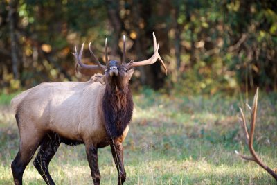 Younger male elk