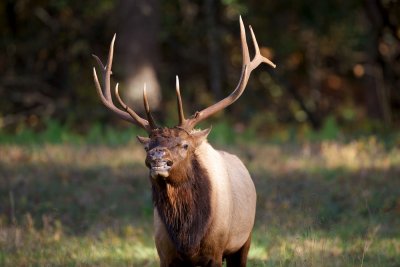 Younger male elk