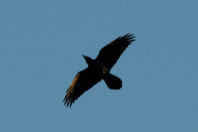 Common Raven overhead