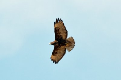My first view of this Red-Tailed Hawk variety.