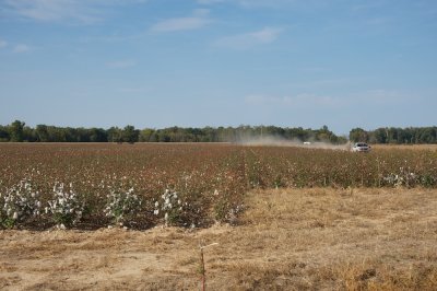 Cotton fields in Avalon