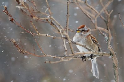 American Tree Sparrow