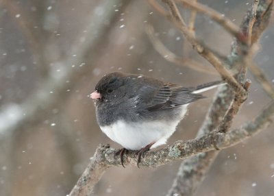 Dark-Eyed Junco