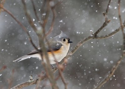 Chickadees, Titmice, Nuthatches & Creepers