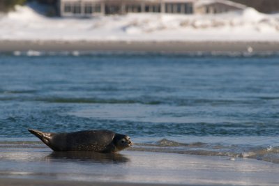 Harbor Seal