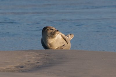 Harbor Seal