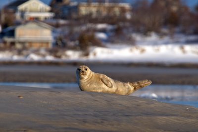 Harbor Seal