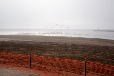 Black Skimmers over beach