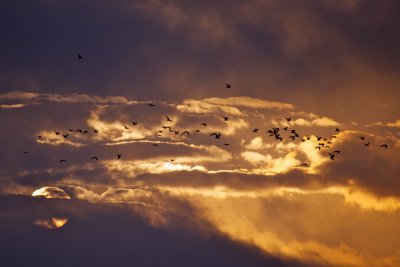 Black Skimmers at sunrise