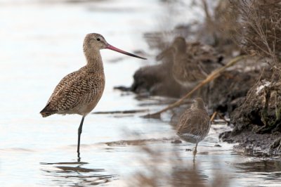 Marbled Godwit and Dowitcher