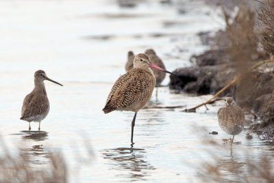 Marbled Godwit and Dowitchers