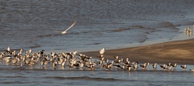 Black Skimmers, Royal Terns, Laughing Gulls and Caspian Tern