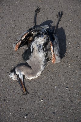 Great Blue Heron roadkill