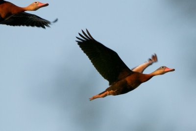 Black-Bellied Whistling-Ducks