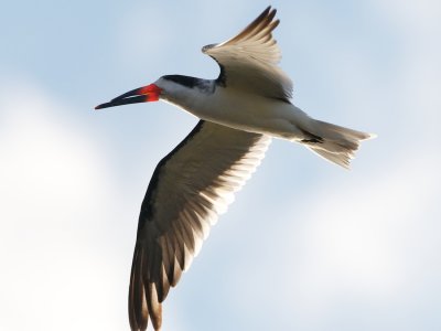 Black Skimmer in flight