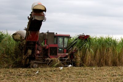 Sugar cane harvester