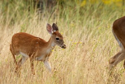 White-Tailed Deer fawn
