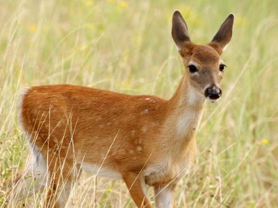 White-Tailed Deer fawn