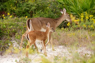 White-Tailed Deer doe and fawn