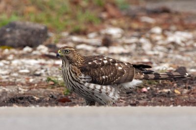 immature Cooper's Hawk