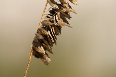 Sea Oats