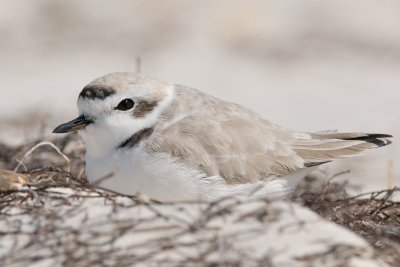 Snowy Plover