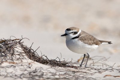 Snowy Plover
