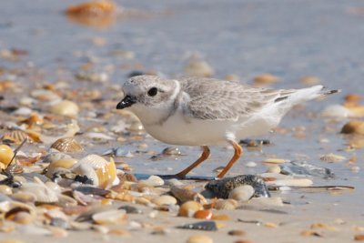 Florida Piping Plovers