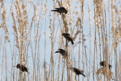 Red-Winged Blackbirds in sea oats