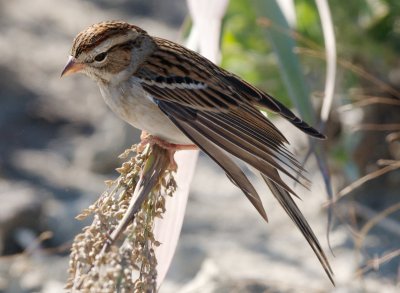 Chipping Sparrow