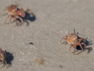 Sand Fiddler Crab