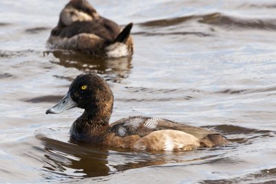 Lesser Scaup adult male