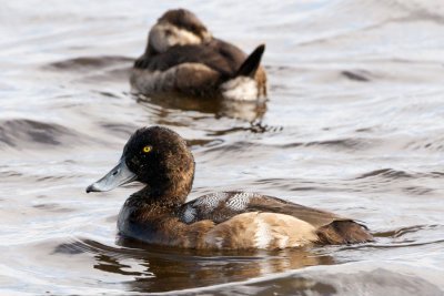 Lesser Scaup adult male