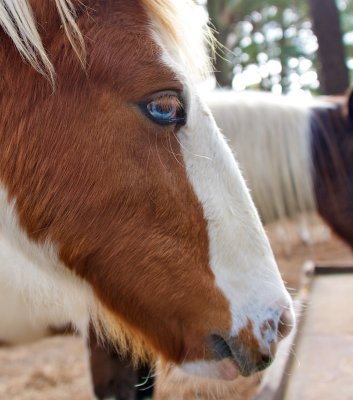 Blue-eyed Chincoteague Pony