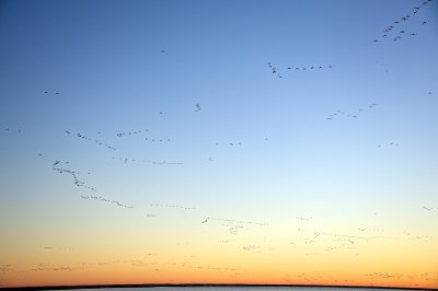 Snow Geese taking off at dawn