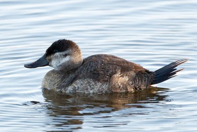 Ruddy Duck