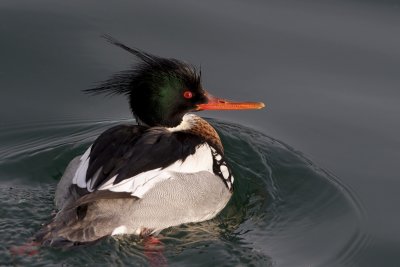 Red-Breasted Merganser