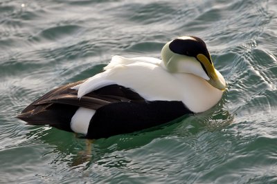 Common Eider