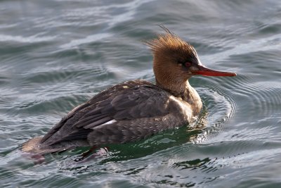 Red-Breasted Merganser