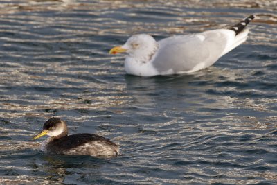 Red-Necked Grebe and Herring Gull