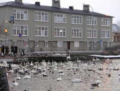 Whooper Swans