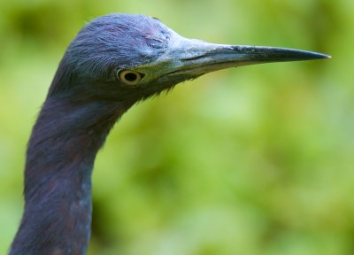 Little Blue Heron - Corkscrew Swamp