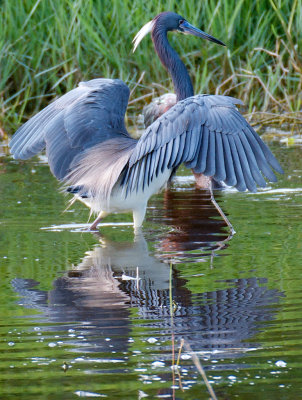 Louisiana Heron - Naples Water Reclamation