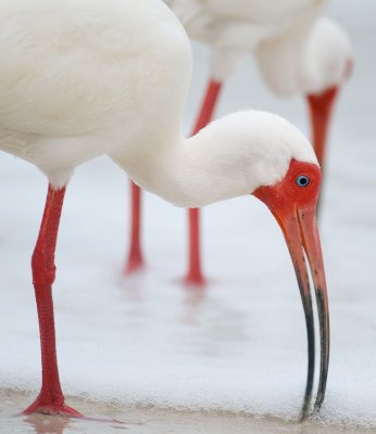 White Ibis - Barefoot Beach 2.jpg