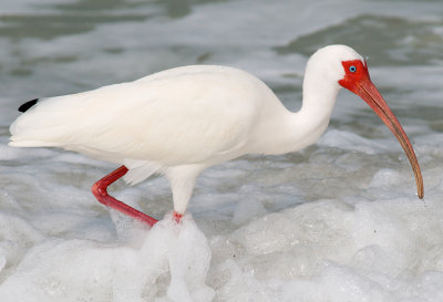 White Ibis - Barefoot Beach