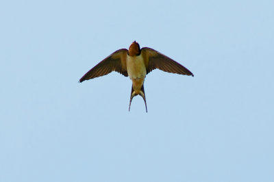Barn Swallow, Spectacle Island, MA.jpg