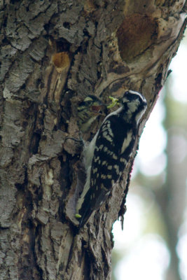 Downy Woodpecker with chick, Ipswich, MA.jpg